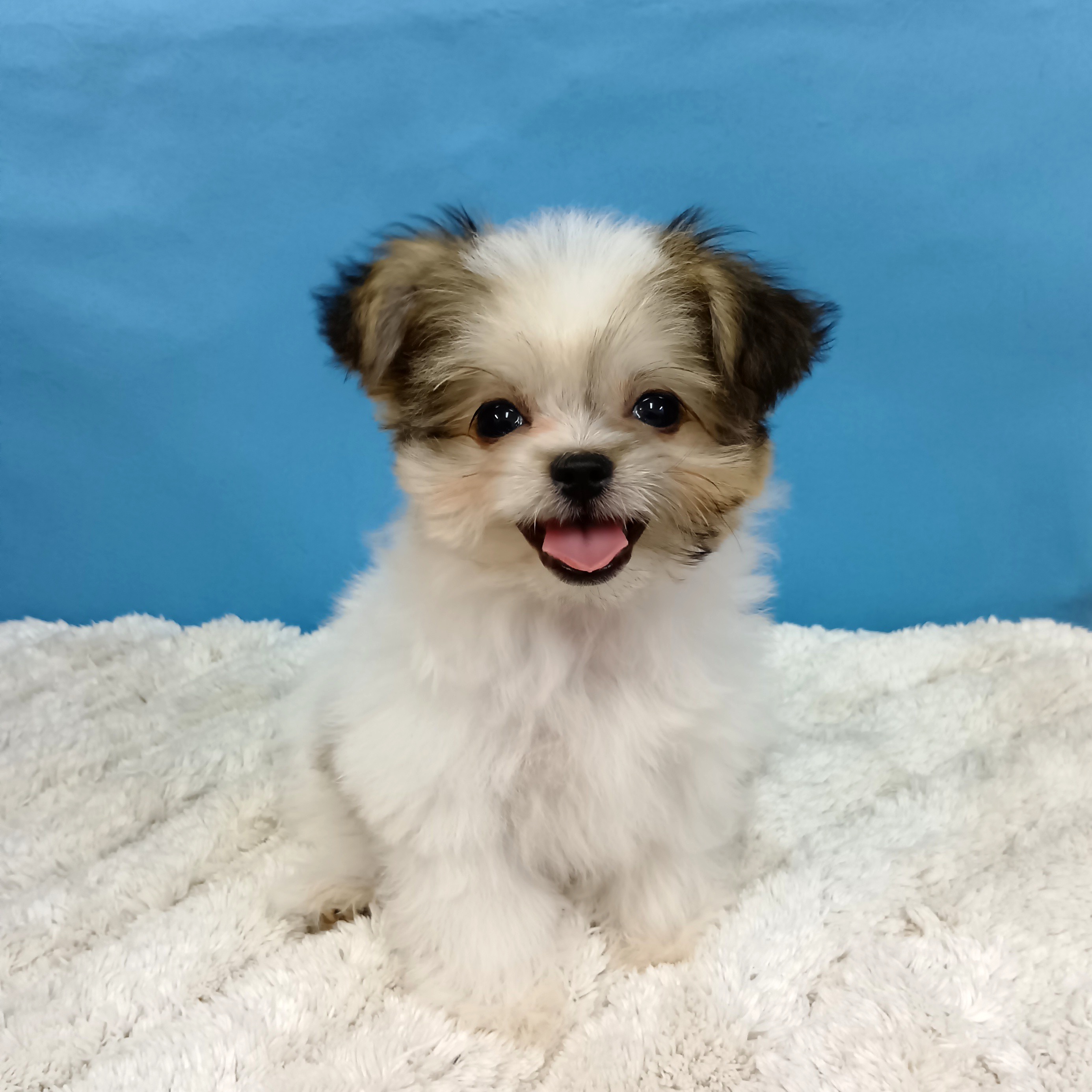 千葉県のハーフ犬・ミックス犬 (かねだい四街道店/2025年8月10日生まれ/女の子/その他色)の子犬の1枚目の画像