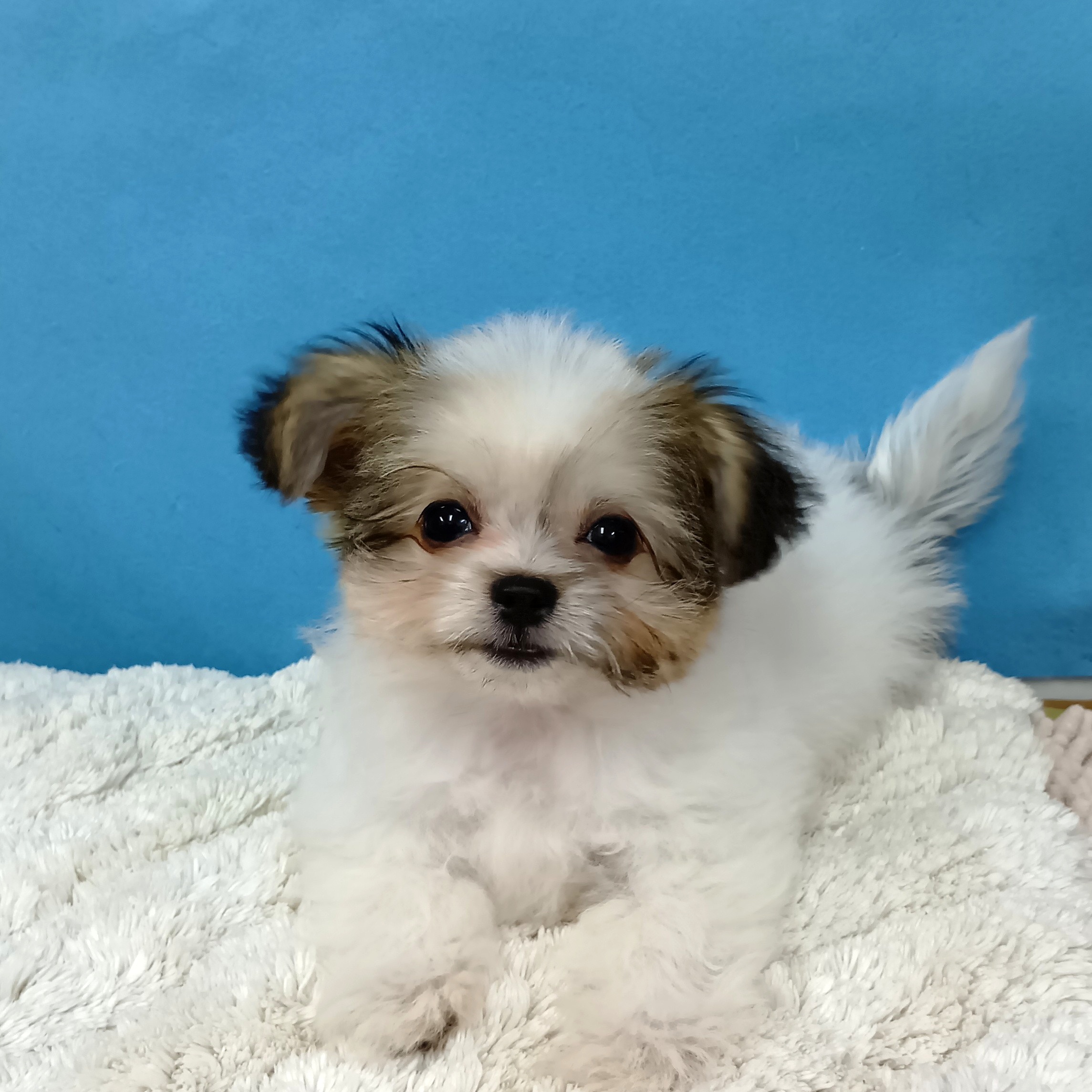 千葉県のハーフ犬・ミックス犬 (かねだい四街道店/2025年8月10日生まれ/女の子/その他色)の子犬の2枚目の画像