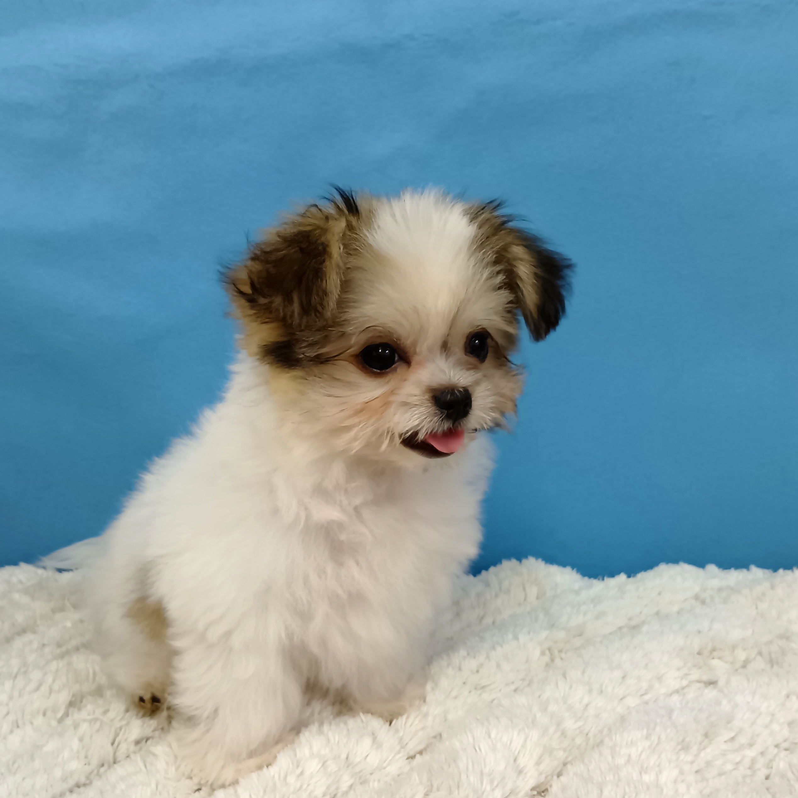 千葉県のハーフ犬・ミックス犬 (かねだい四街道店/2025年8月10日生まれ/女の子/その他色)の子犬の3枚目の画像