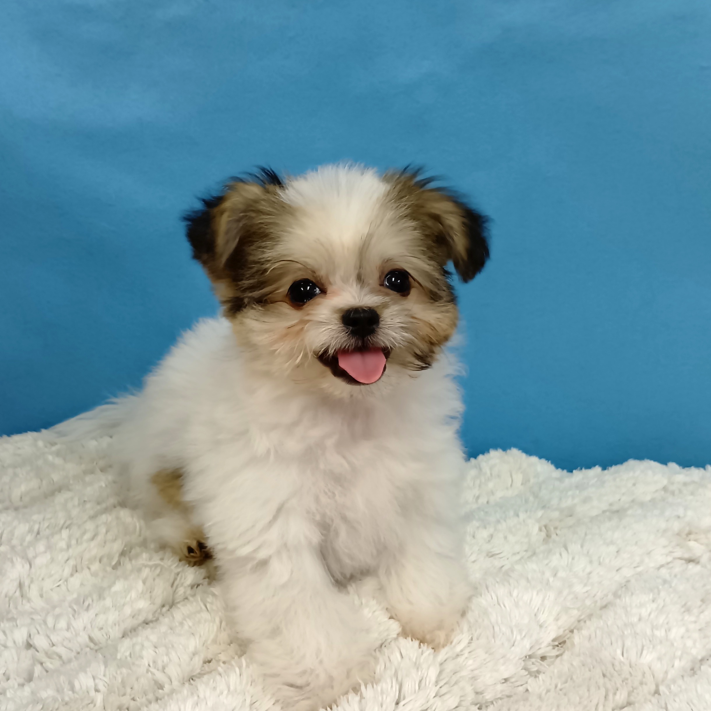 千葉県のハーフ犬・ミックス犬 (かねだい四街道店/2025年8月10日生まれ/女の子/その他色)の子犬の4枚目の画像