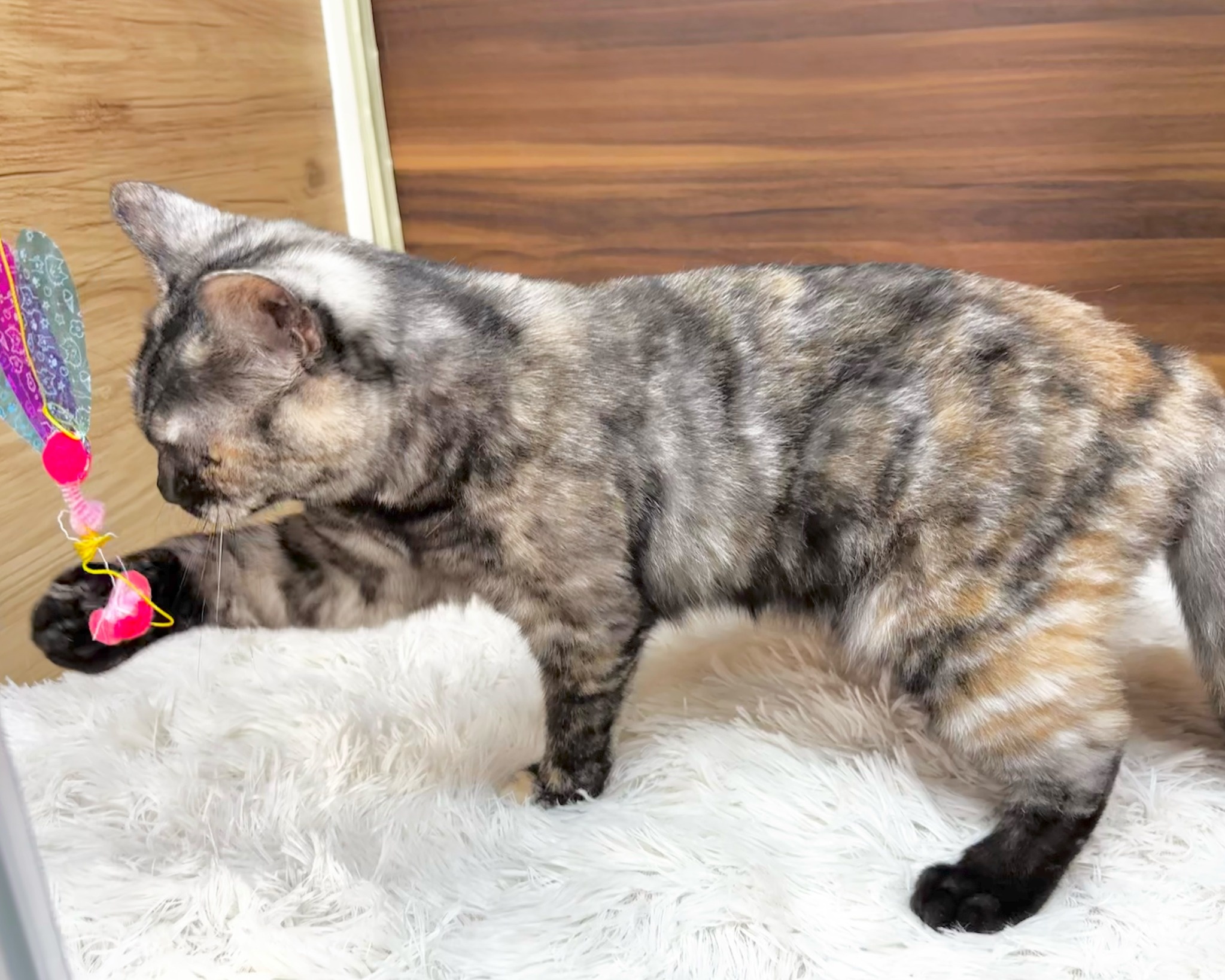 群馬県のマンチカン (かねだいペットトライアル桐生/2025年4月21日生まれ/女の子/トーティーシェル)の子猫の2枚目の画像