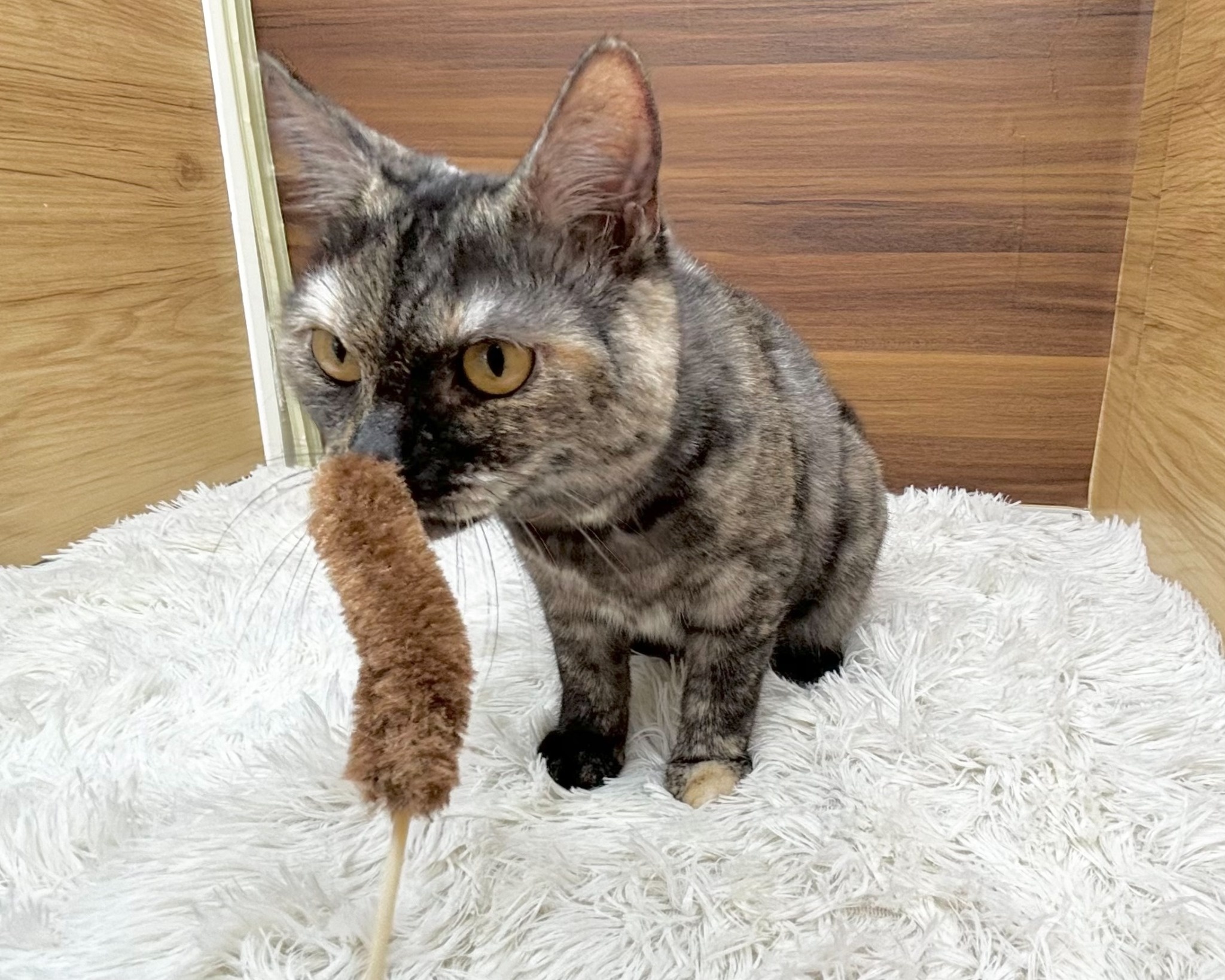 群馬県のマンチカン (かねだいペットトライアル桐生/2025年4月21日生まれ/女の子/トーティーシェル)の子猫の4枚目の画像