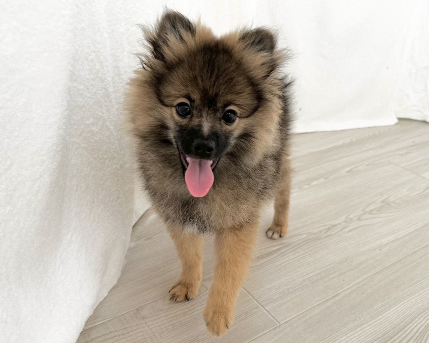 群馬県のポメラニアン (かねだいペットトライアル桐生/2025年8月4日生まれ/男の子/オレンジ／セーブル)の子犬の2枚目の画像