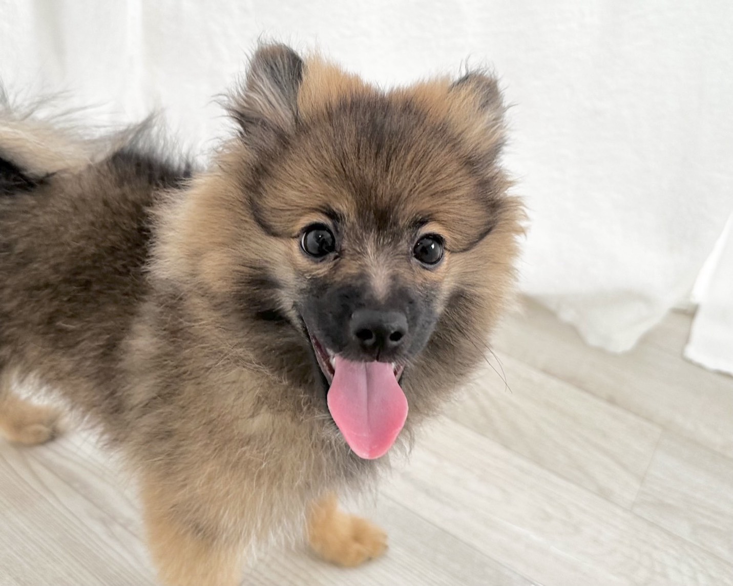 群馬県のポメラニアン (かねだいペットトライアル桐生/2025年8月4日生まれ/男の子/オレンジ／セーブル)の子犬の1枚目の画像