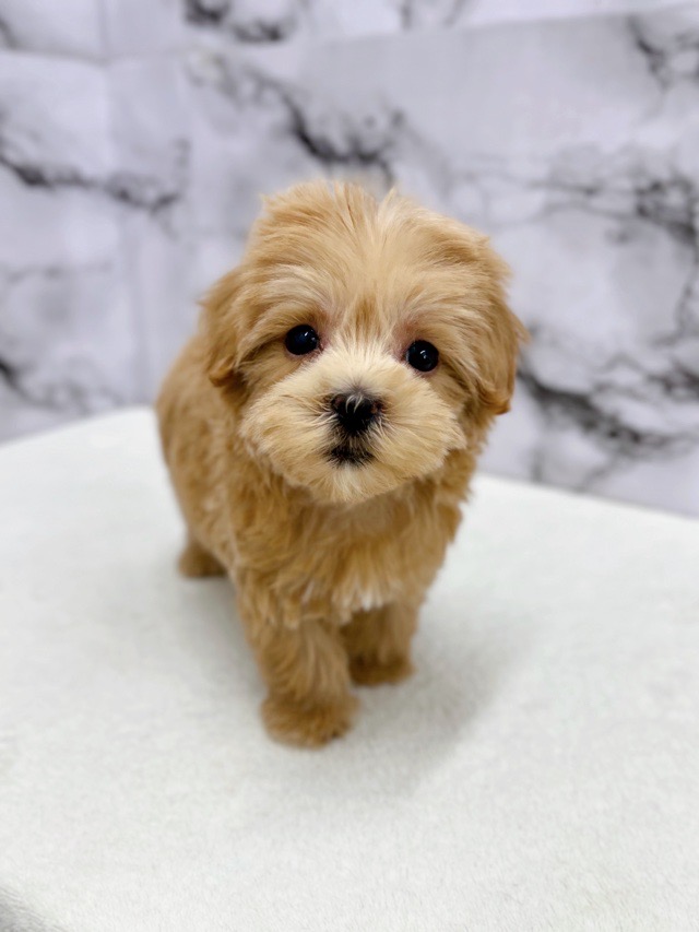 神奈川県のマルプー(マルチーズ×プードル) (かねだい東戸塚店/2025年9月13日生まれ/女の子/アプリコット)の子犬の2枚目の画像