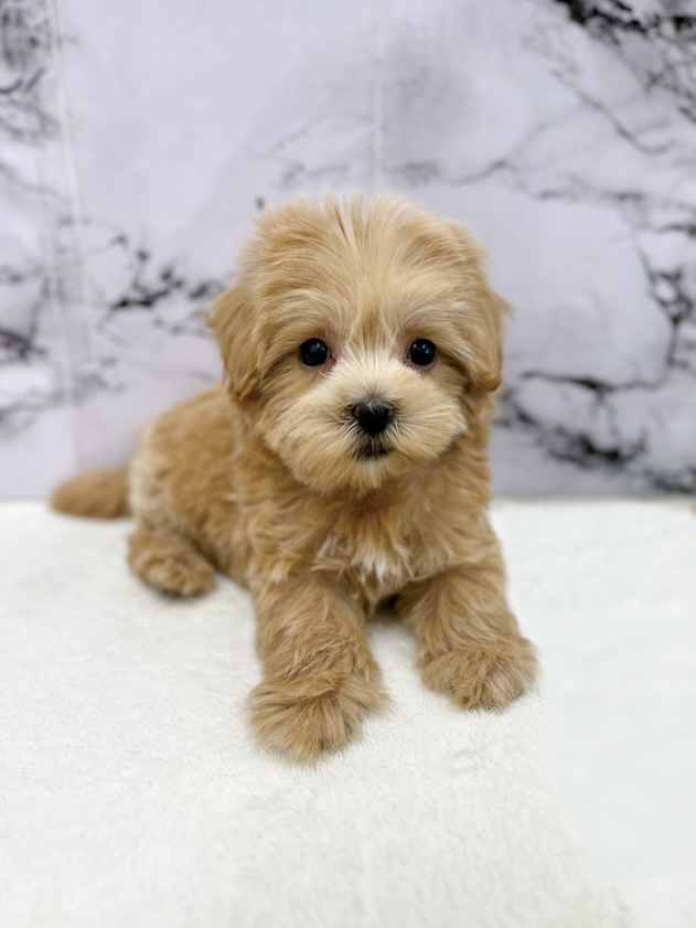 神奈川県のマルプー(マルチーズ×プードル) (かねだい東戸塚店/2025年9月13日生まれ/女の子/アプリコット)の子犬の3枚目の画像