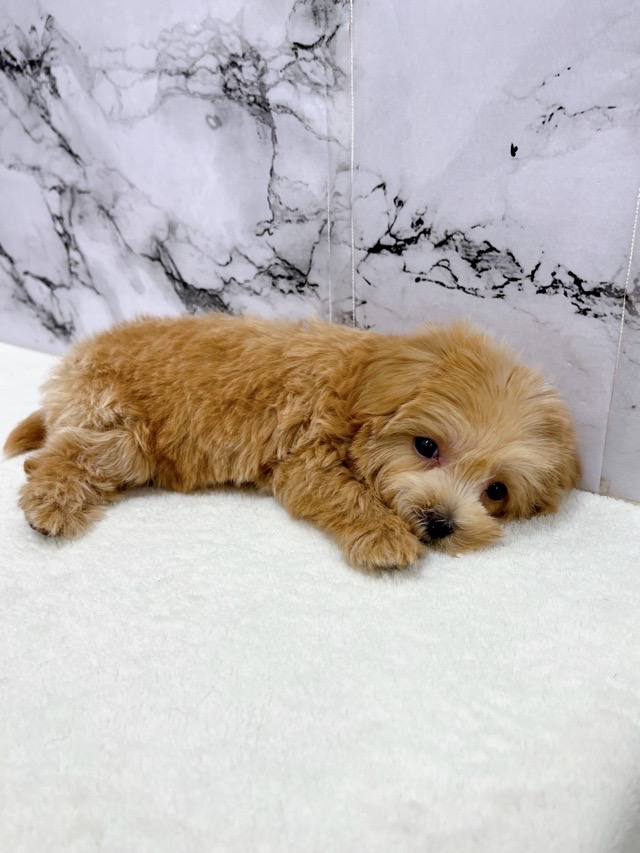 神奈川県のマルプー(マルチーズ×プードル) (かねだい東戸塚店/2025年9月13日生まれ/女の子/アプリコット)の子犬の4枚目の画像