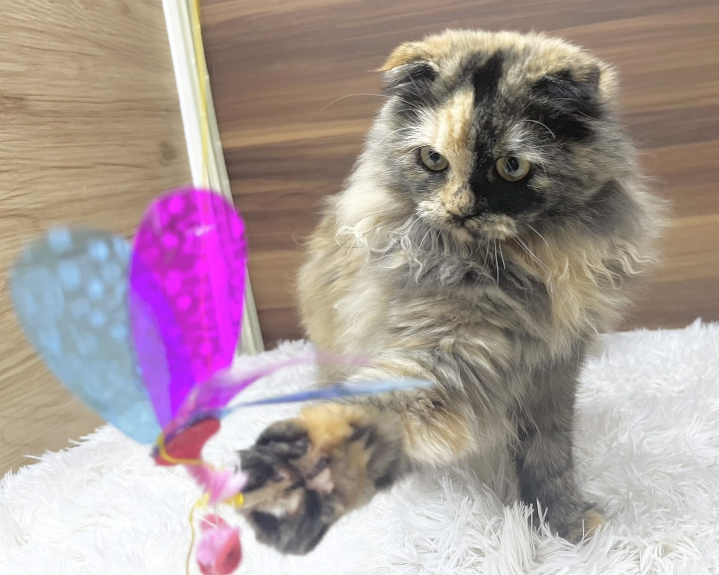 群馬県のスコティッシュフォールド (かねだいペットトライアル桐生/2025年5月18日生まれ/女の子/トーティー)の子猫の4枚目の画像