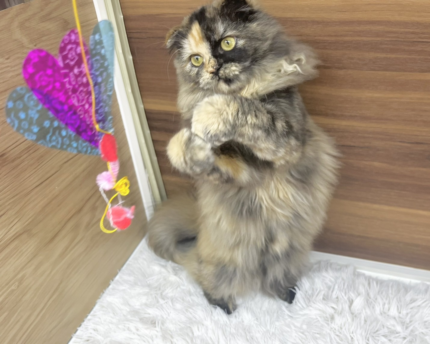 群馬県のスコティッシュフォールド (かねだいペットトライアル桐生/2025年5月18日生まれ/女の子/トーティー)の子猫の3枚目の画像