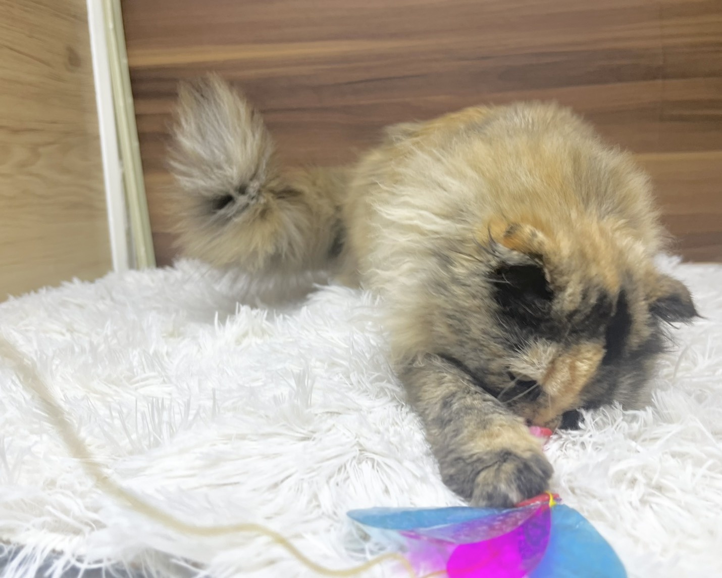 群馬県のスコティッシュフォールド (かねだいペットトライアル桐生/2025年5月18日生まれ/女の子/トーティー)の子猫の2枚目の画像