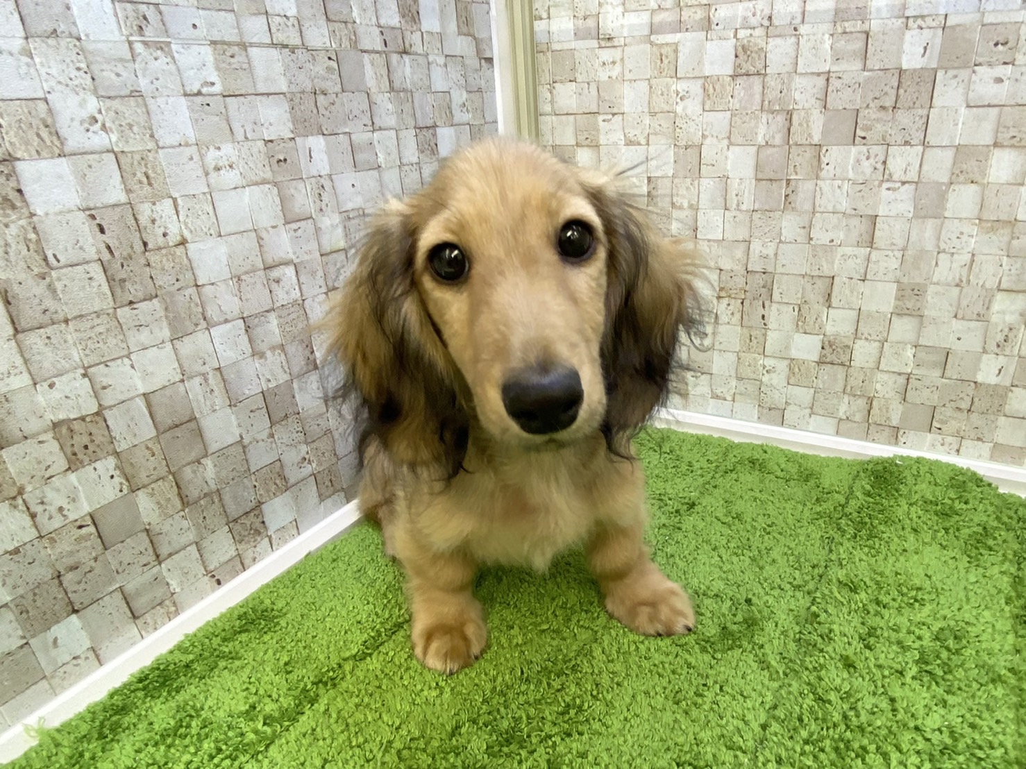 価格の安いミニチュア ダックス ロング 動画あり お値段下がりました とっても甘えん坊な男の子です 株式会社かねだい