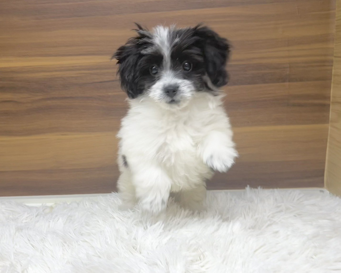 群馬県のチワマル/マルチワ(チワワ×マルチーズ) (かねだいペットトライアル桐生/2025年8月18日生まれ/女の子/ホワイトブラック)の子犬の4枚目の画像