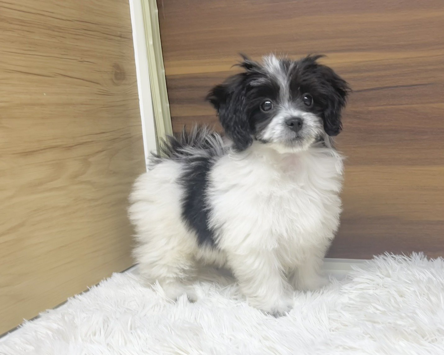 群馬県のチワマル/マルチワ(チワワ×マルチーズ) (かねだいペットトライアル桐生/2025年8月18日生まれ/女の子/ホワイトブラック)の子犬の4枚目の画像