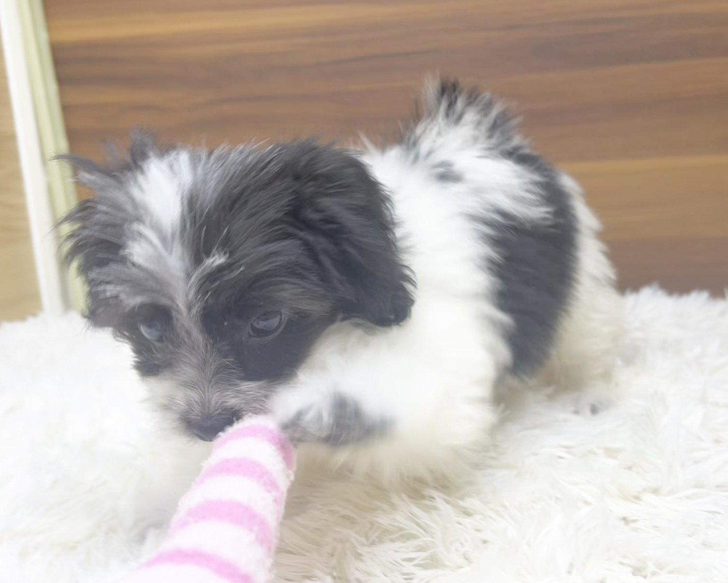 群馬県のチワマル/マルチワ(チワワ×マルチーズ) (かねだいペットトライアル桐生/2025年8月18日生まれ/女の子/ホワイトブラック)の子犬の2枚目の画像