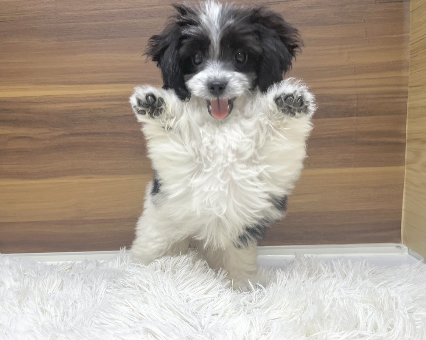 群馬県のチワマル/マルチワ(チワワ×マルチーズ) (かねだいペットトライアル桐生/2025年8月18日生まれ/女の子/ホワイトブラック)の子犬の3枚目の画像