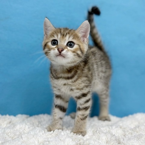 千葉県のハーフ猫・ミックス猫 (かねだい四街道店/2025年9月22日生まれ/男の子/ブラウンタビー)の子猫の2枚目の画像