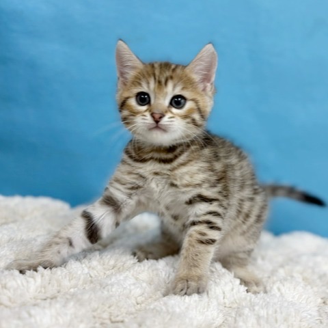 千葉県のハーフ猫・ミックス猫 (かねだい四街道店/2025年9月22日生まれ/男の子/ブラウンタビー)の子猫の4枚目の画像