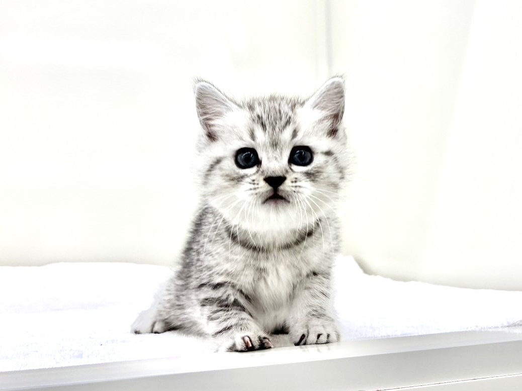 東京都のマンチカン (かねだい本町田店/2025年9月15日生まれ/男の子/シルバータビー)の子猫の2枚目の画像