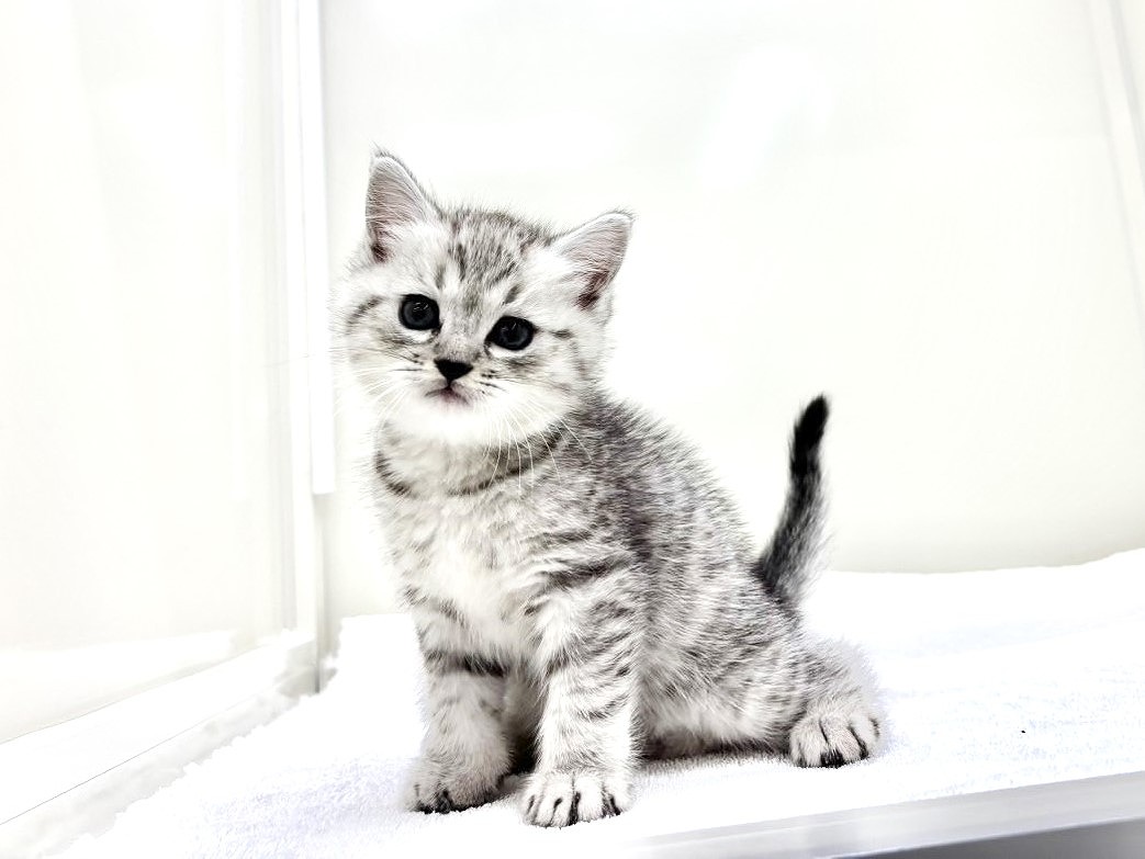 東京都のマンチカン (かねだい本町田店/2025年9月15日生まれ/男の子/シルバータビー)の子猫の3枚目の画像