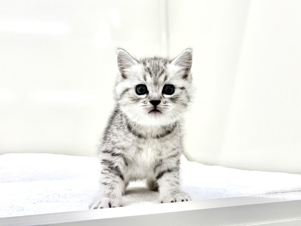 東京都のマンチカン (かねだい本町田店/2025年9月15日生まれ/男の子/シルバータビー)の子猫の4枚目の画像