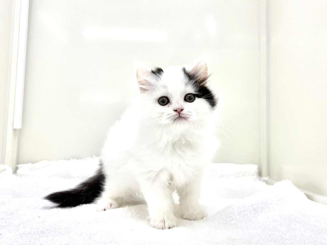 東京都のサイベリアン (かねだい本町田店/2025年9月20日生まれ/男の子/ブラックホワイトバン)の子猫の2枚目の画像