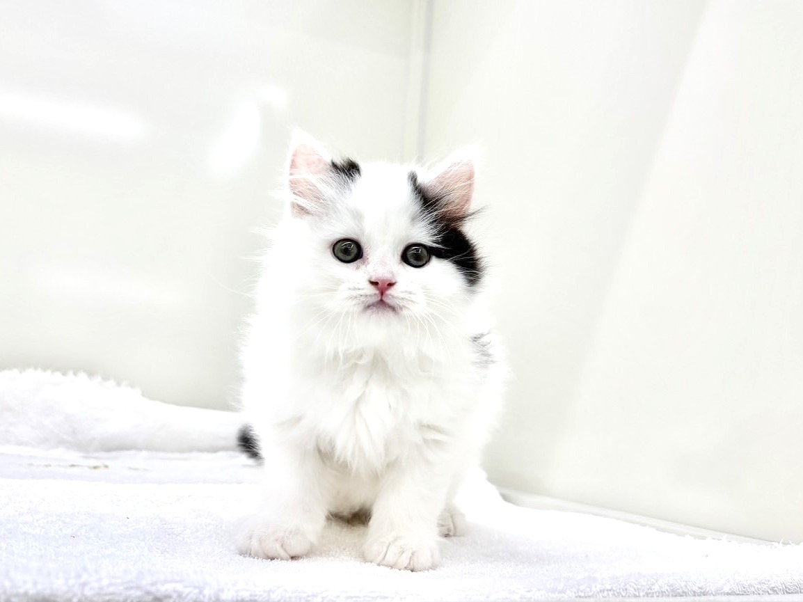 東京都のサイベリアン (かねだい本町田店/2025年9月20日生まれ/男の子/ブラックホワイトバン)の子猫の3枚目の画像