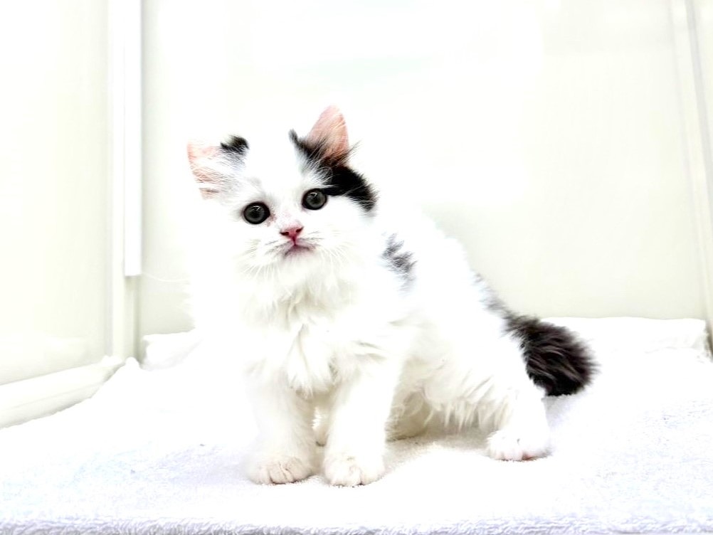 東京都のサイベリアン (かねだい本町田店/2025年9月20日生まれ/男の子/ブラックホワイトバン)の子猫の4枚目の画像