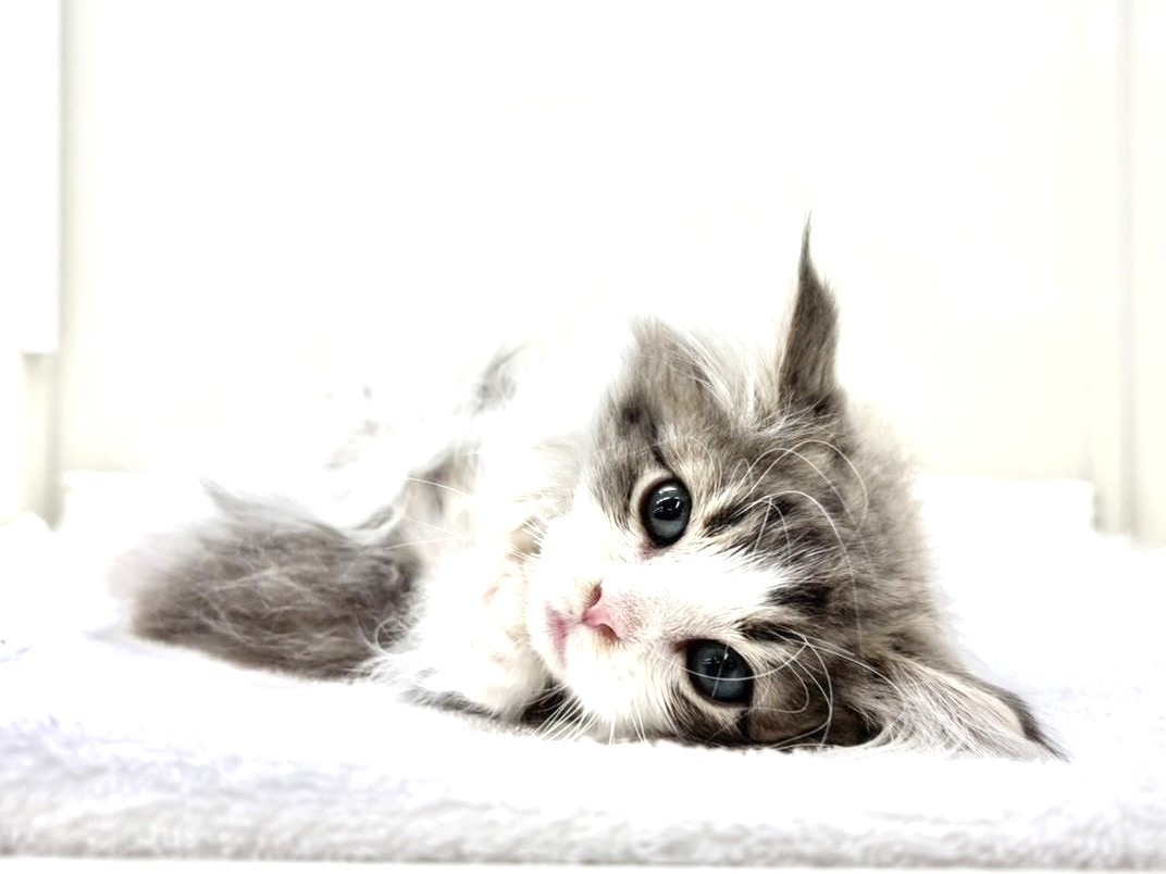東京都のノルウェージャンフォレストキャット (かねだい本町田店/2025年9月18日生まれ/男の子/ブルータビーホワイト)の子猫の2枚目の画像