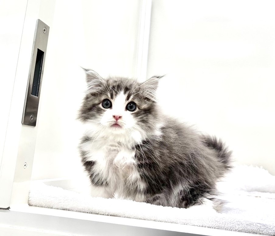 東京都のノルウェージャンフォレストキャット (かねだい本町田店/2025年9月18日生まれ/男の子/ブルータビーホワイト)の子猫の3枚目の画像