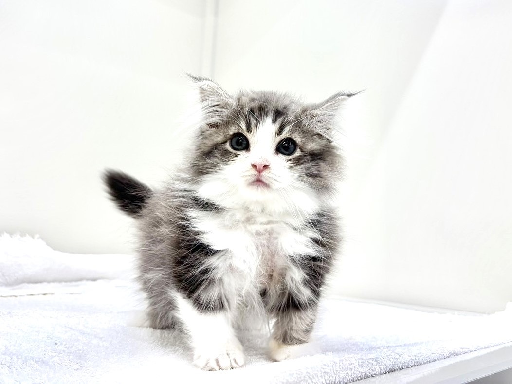 東京都のノルウェージャンフォレストキャット (かねだい本町田店/2025年9月18日生まれ/男の子/ブルータビーホワイト)の子猫の4枚目の画像