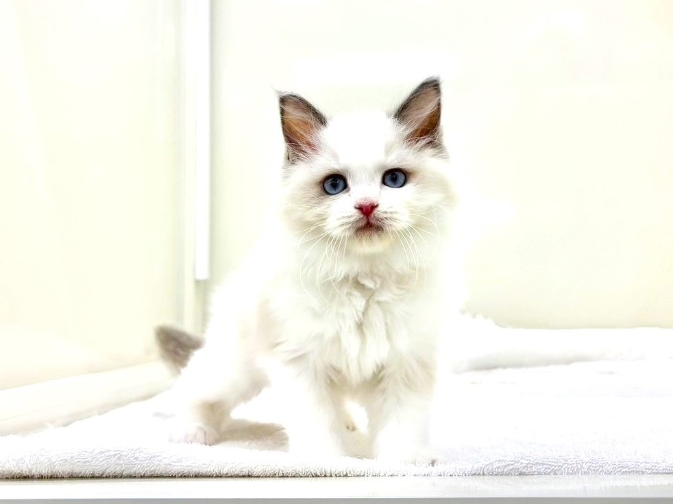 東京都のラグドール (かねだい本町田店/2025年9月20日生まれ/女の子/ブルーポイントバイカラー)の子猫の2枚目の画像