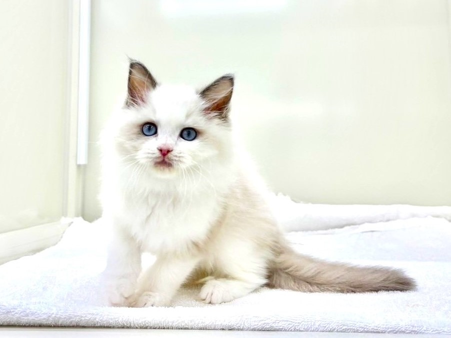 東京都のラグドール (かねだい本町田店/2025年9月20日生まれ/女の子/ブルーポイントバイカラー)の子猫の3枚目の画像