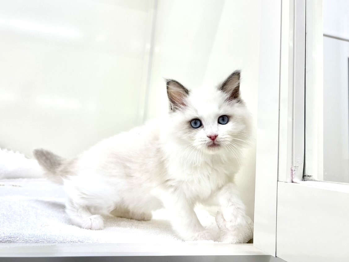 東京都のラグドール (かねだい本町田店/2025年9月20日生まれ/女の子/ブルーポイントバイカラー)の子猫の4枚目の画像