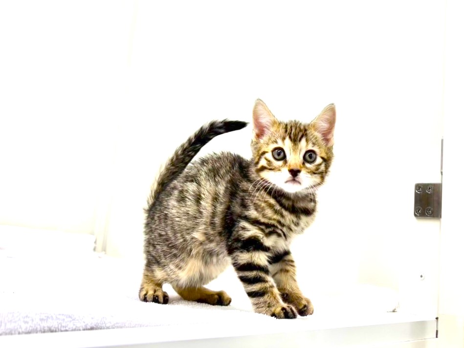 東京都のジェネッタ (かねだい本町田店/2025年9月20日生まれ/男の子/ブラウンタビー)の子猫の2枚目の画像