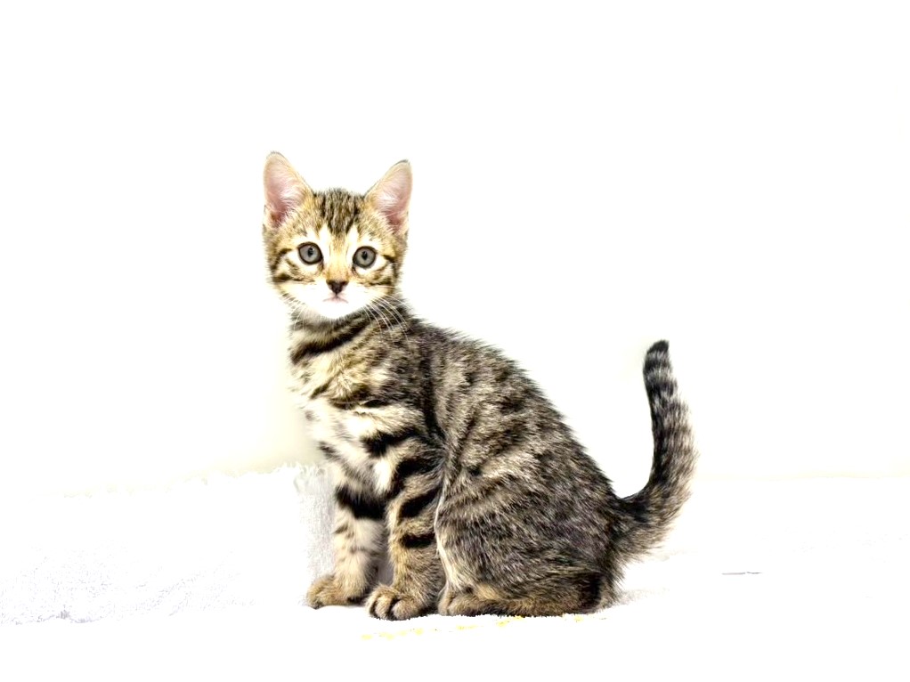 東京都のジェネッタ (かねだい本町田店/2025年9月20日生まれ/男の子/ブラウンタビー)の子猫の3枚目の画像