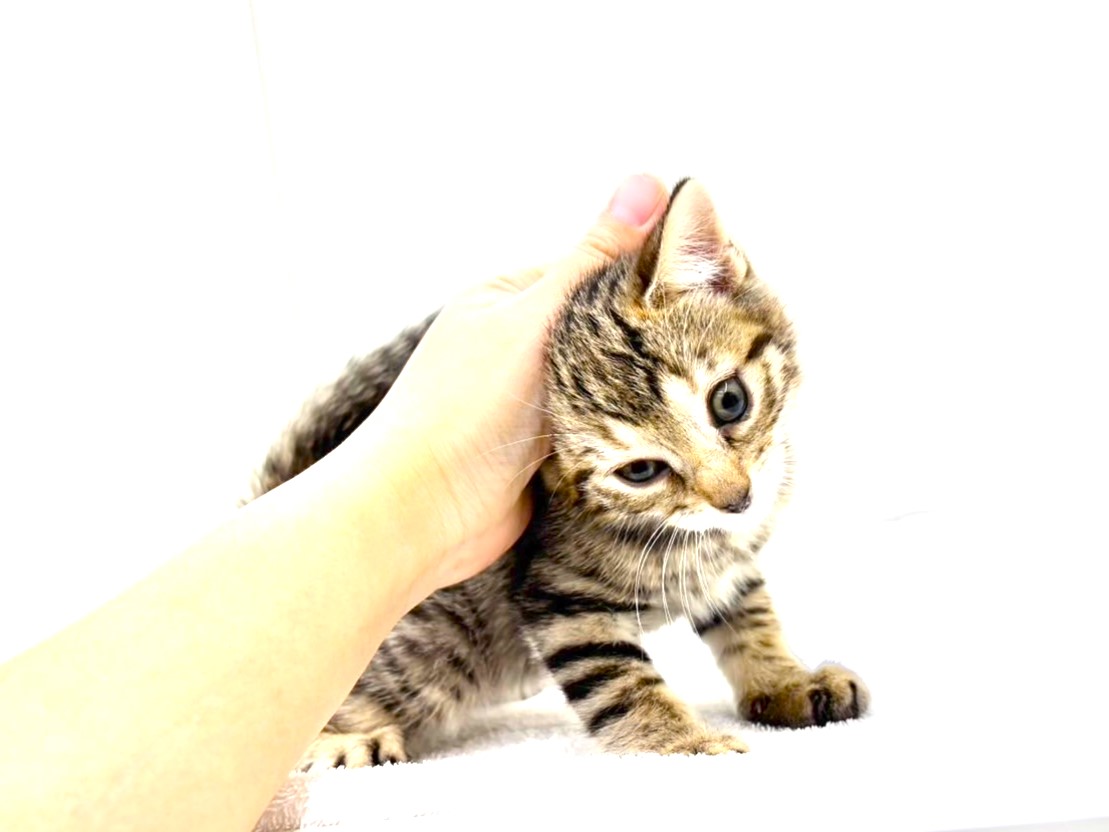 東京都のジェネッタ (かねだい本町田店/2025年9月20日生まれ/男の子/ブラウンタビー)の子猫の4枚目の画像