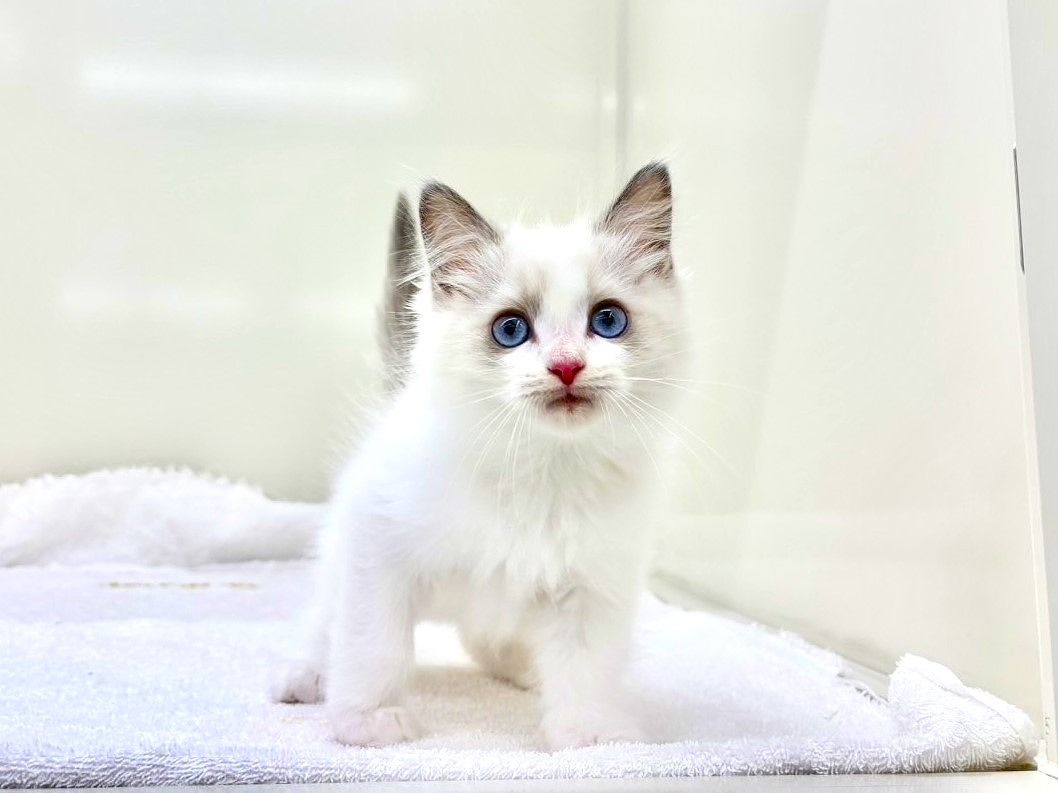 東京都のラグドール (かねだい本町田店/2025年9月20日生まれ/男の子/ブルーポイントバイカラー)の子猫の2枚目の画像