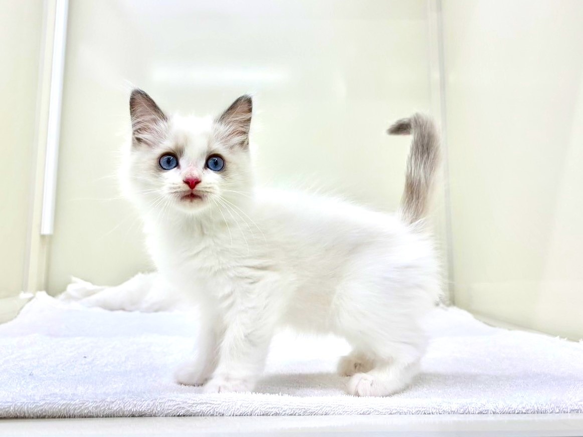 東京都のラグドール (かねだい本町田店/2025年9月20日生まれ/男の子/ブルーポイントバイカラー)の子猫の3枚目の画像