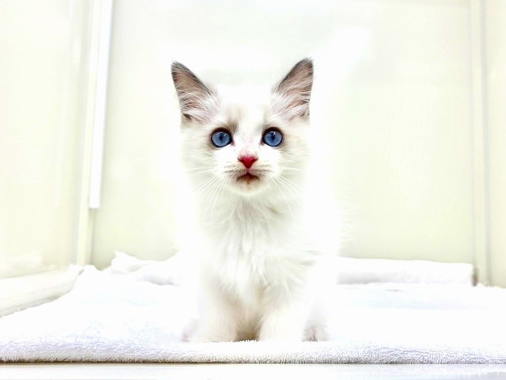 東京都のラグドール (かねだい本町田店/2025年9月20日生まれ/男の子/ブルーポイントバイカラー)の子猫の4枚目の画像