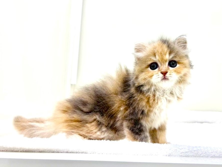 東京都のマンチカン (かねだい本町田店/2025年9月20日生まれ/女の子/ダイリュートキャリコ)の子猫の2枚目の画像