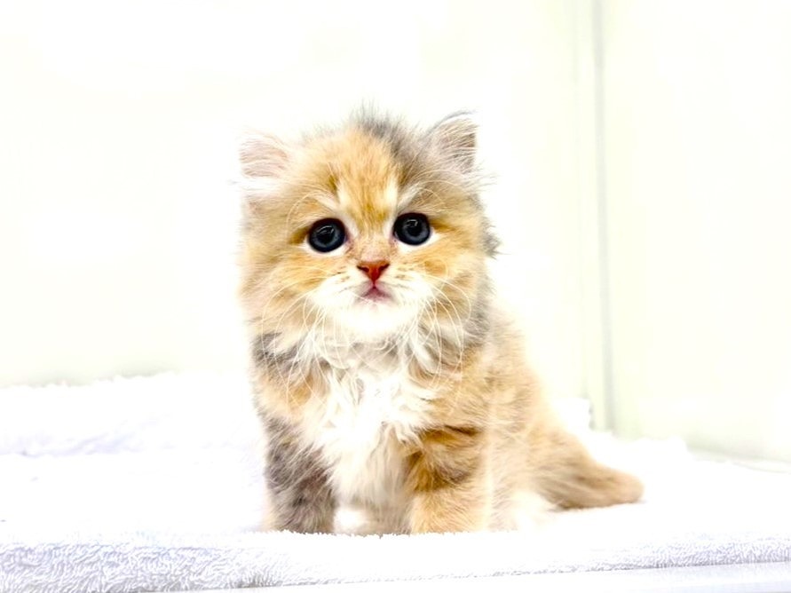 東京都のマンチカン (かねだい本町田店/2025年9月20日生まれ/女の子/ダイリュートキャリコ)の子猫の3枚目の画像