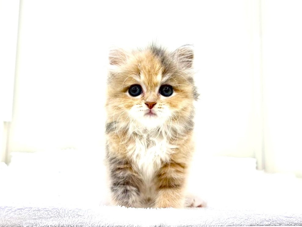 東京都のマンチカン (かねだい本町田店/2025年9月20日生まれ/女の子/ダイリュートキャリコ)の子猫の4枚目の画像