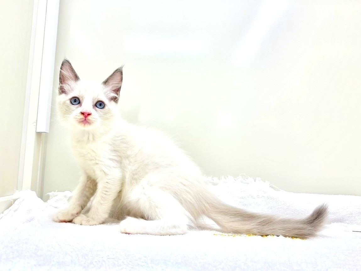 東京都のラグドール (かねだい本町田店/2025年9月19日生まれ/男の子/ブルーポイントバイカラー)の子猫の2枚目の画像