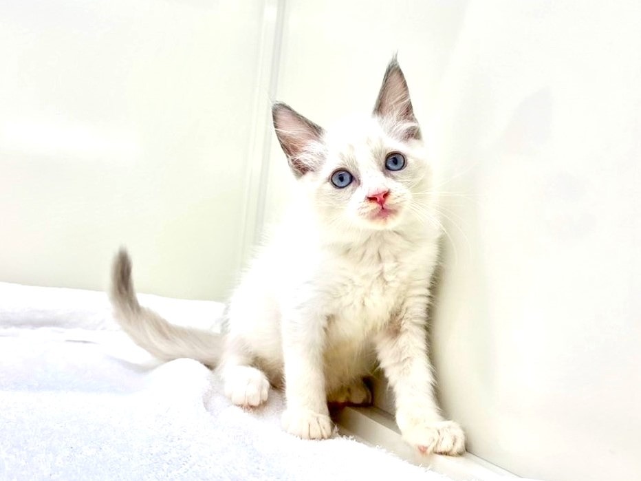 東京都のラグドール (かねだい本町田店/2025年9月19日生まれ/男の子/ブルーポイントバイカラー)の子猫の3枚目の画像