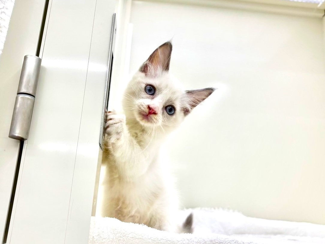 東京都のラグドール (かねだい本町田店/2025年9月19日生まれ/男の子/ブルーポイントバイカラー)の子猫の4枚目の画像