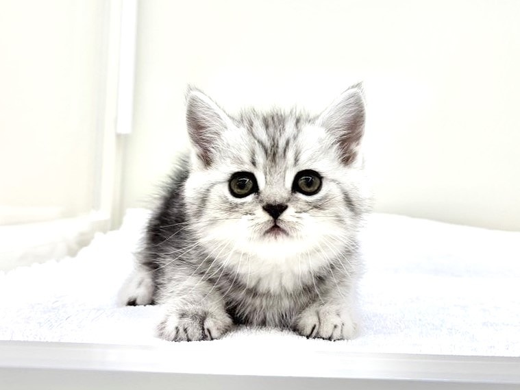 東京都のミヌエット (かねだい本町田店/2025年9月20日生まれ/男の子/シルバータビー)の子猫の1枚目の画像