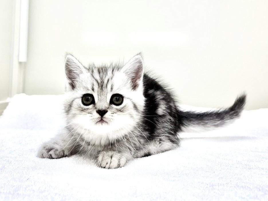 東京都のミヌエット (かねだい本町田店/2025年9月20日生まれ/男の子/シルバータビー)の子猫の2枚目の画像