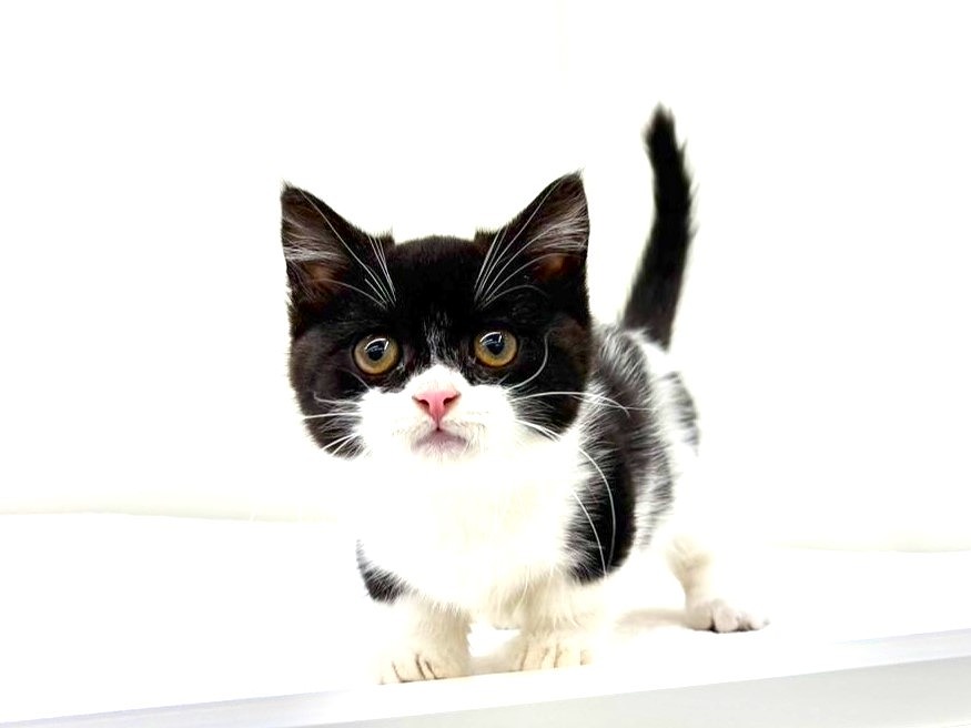 東京都のマンチカン (かねだい本町田店/2025年9月16日生まれ/女の子/ブラックホワイト)の子猫の2枚目の画像