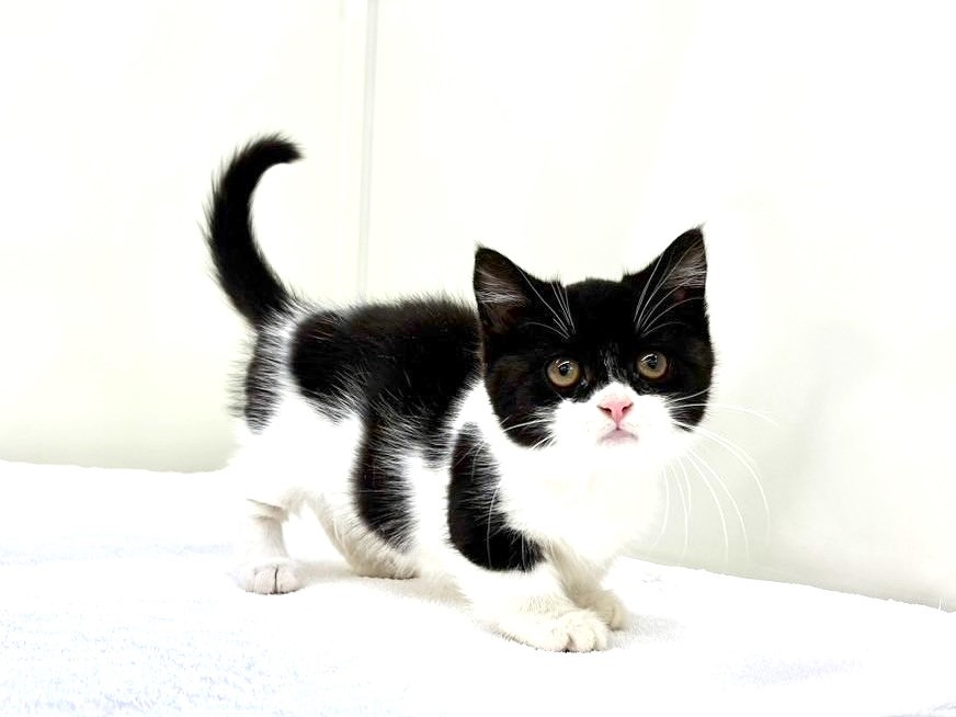 東京都のマンチカン (かねだい本町田店/2025年9月16日生まれ/女の子/ブラックホワイト)の子猫の3枚目の画像