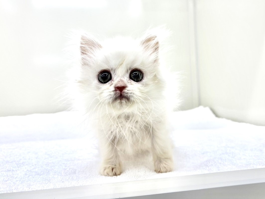 東京都のサイラガ (かねだい本町田店/2025年9月19日生まれ/男の子/ホワイトクリーム)の子猫の1枚目の画像